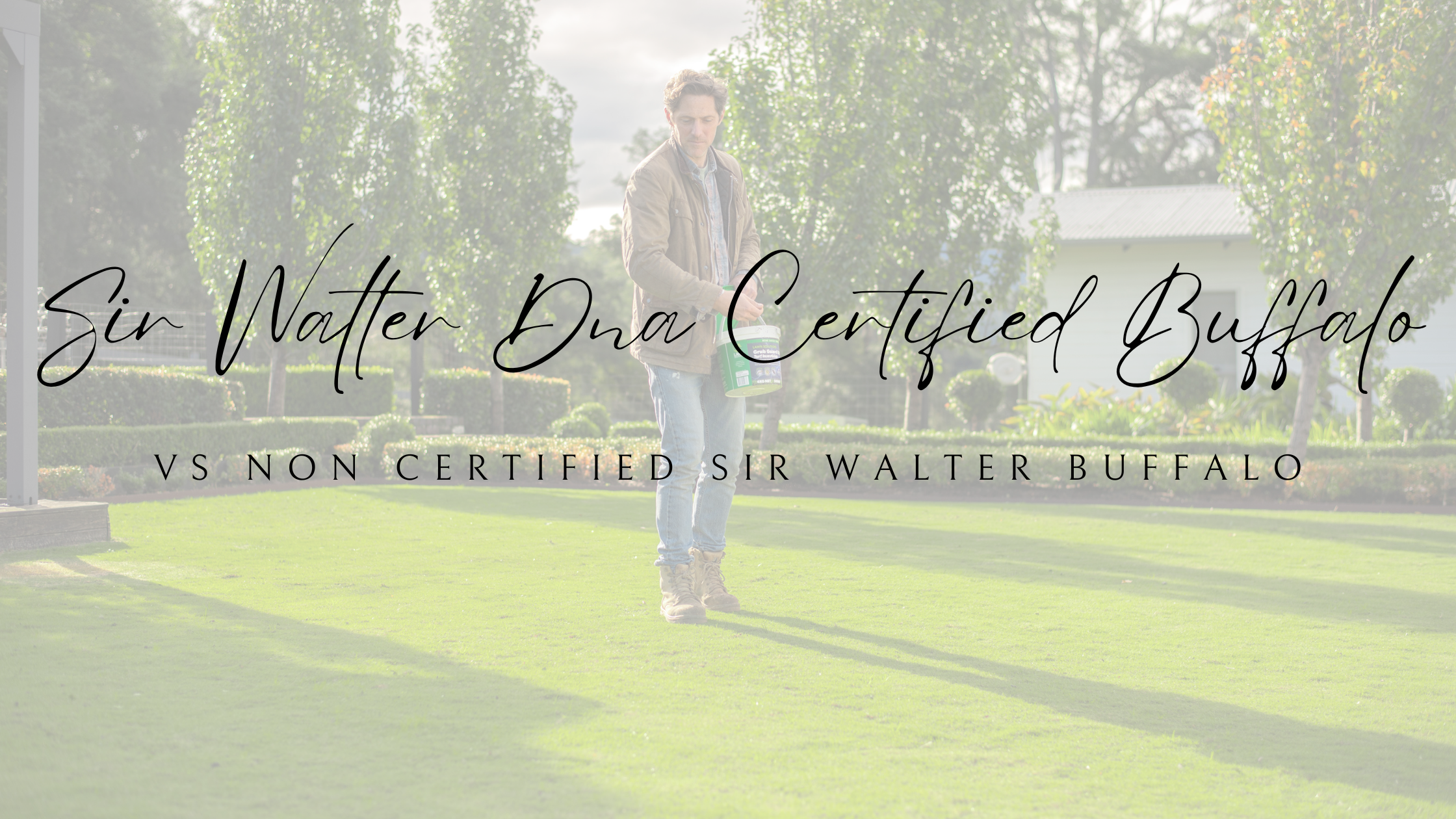 Sir Walter DNA certified Buffalo VS Non-certified Sir Walter Buffalo