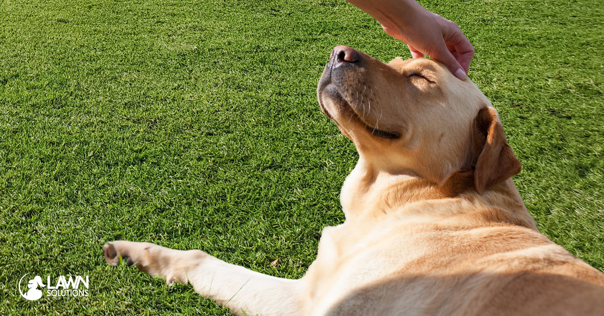 The Best Grass for Dogs – NewLawn Turf