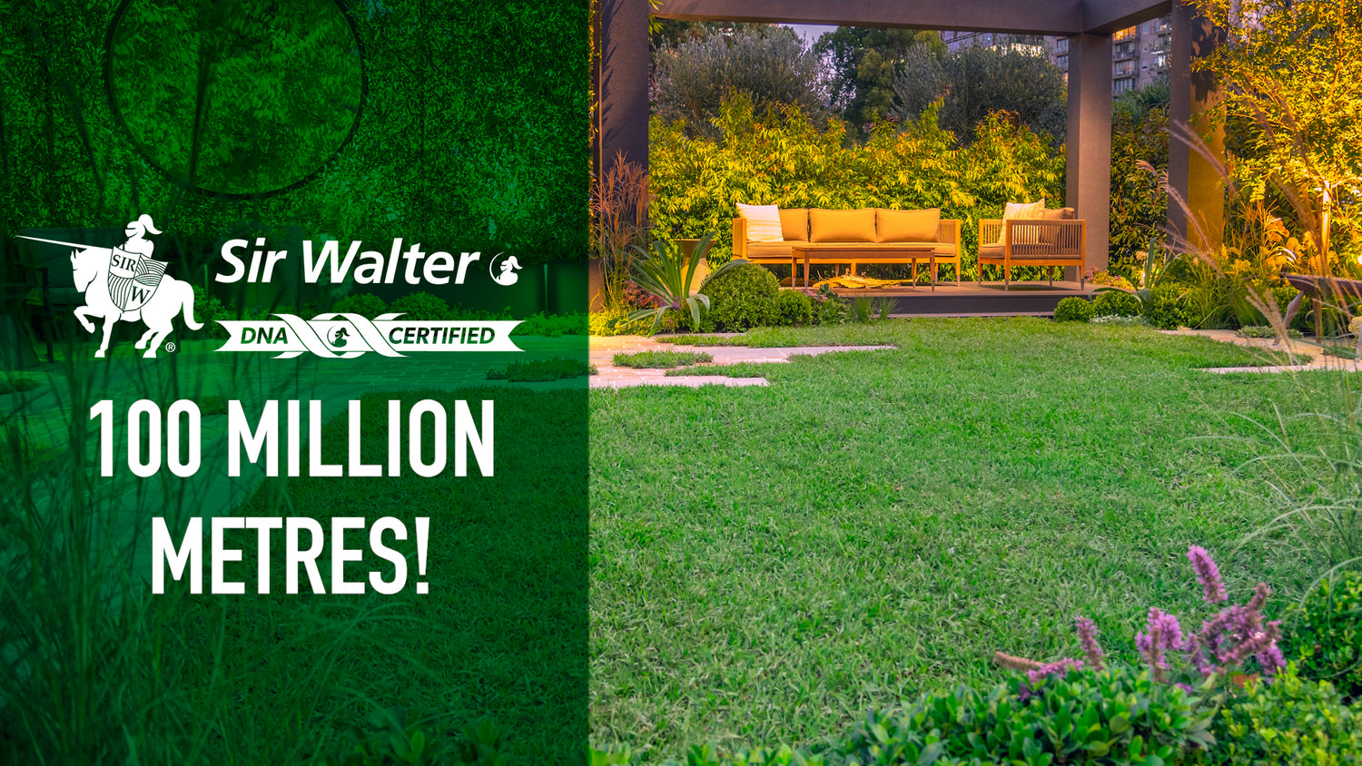 Sir Walter DNA Certified Buffalo Grass /m2