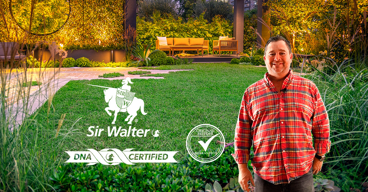 Sir Walter DNA Certified Buffalo Grass /m2