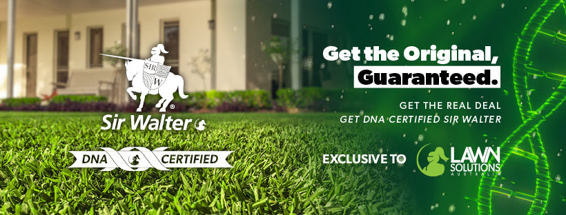Sir Walter DNA Certified Buffalo Grass | Premium Turf for Homes & Commercial Projects from Newlawn Turf (per m2)