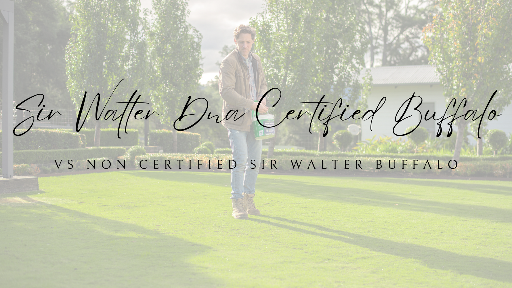Sir Walter DNA certified Buffalo VS Non-certified Sir Walter Buffalo