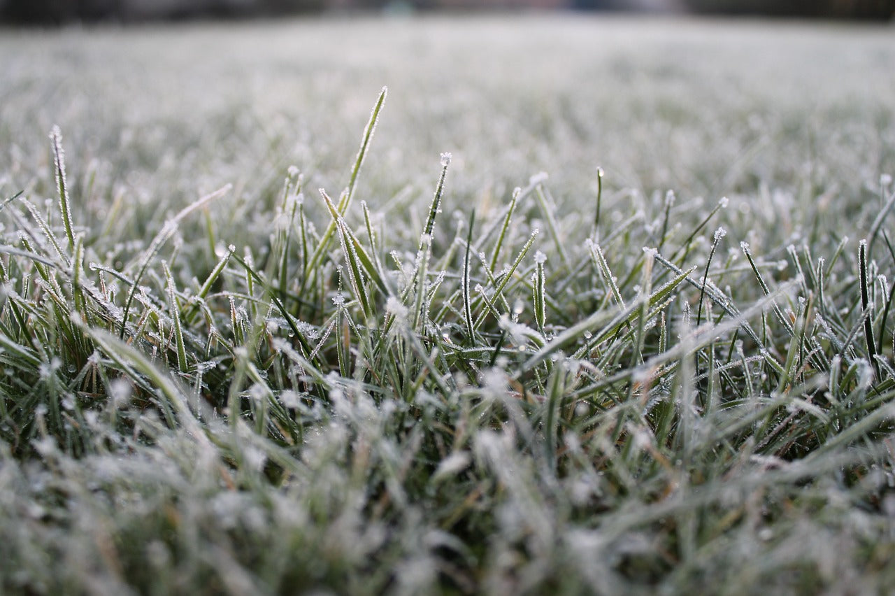 Winter Lawn Care for Buffalo Lawns, Couch Lawns and Kikuyu Lawns