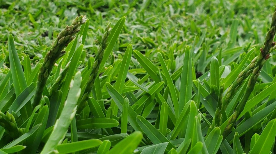 Why is my lawn producing seed heads?