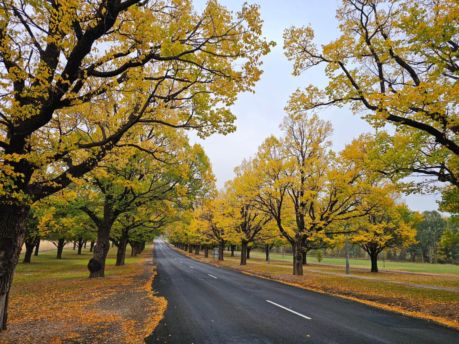 Your Complete Guide to Autumn Lawn Care: Solutions for Reviving Colour and Preventing Winter Weeds