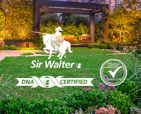 How to ensure you are getting the real Sir Walter DNA Certified Buffalo Grass