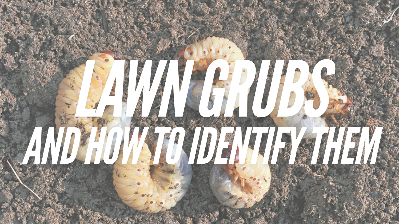 HOW TO IDENTIFY LAWN GRUBS