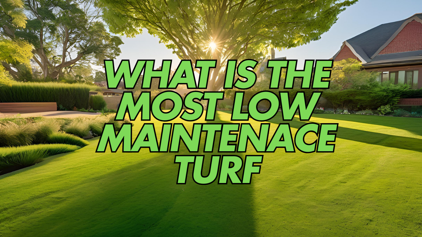 What is the most low maintenance turf?