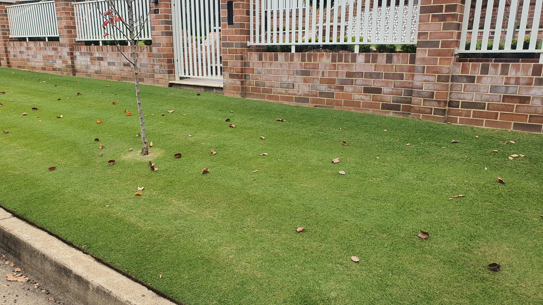 Winter Lawn Care in Tamworth: Expert Tips from New Lawn Turf