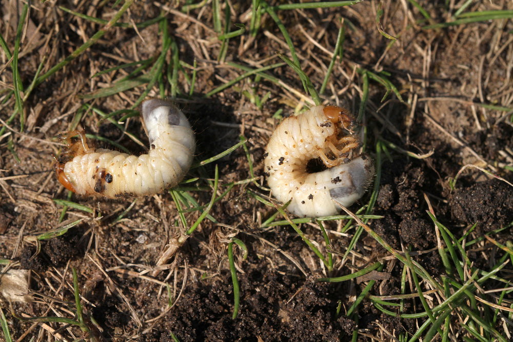 Identifying & Controlling Lawn Pests