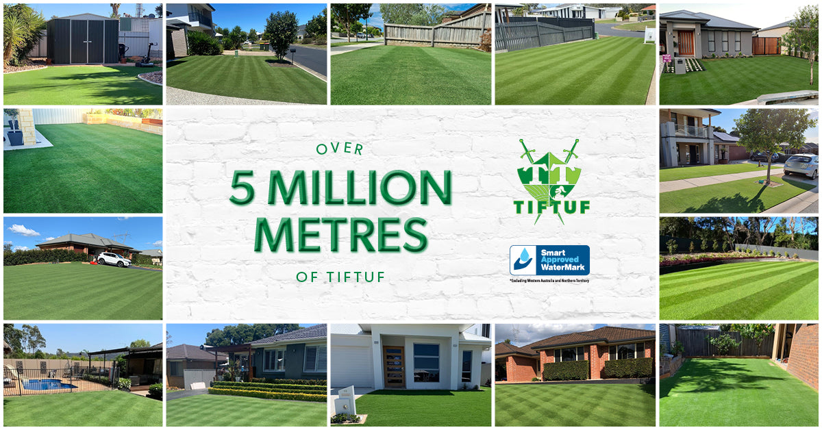 Newlawnturf.com.au - Tif Tuf Hybrid Bermuda Grass – New Lawn Turf